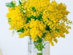 Mazzo di mimose Grande